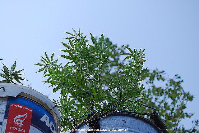 marihuana_horyniec_3 Obraz przedstawiający Chciał podlać trawę - zatrzymała go policja!