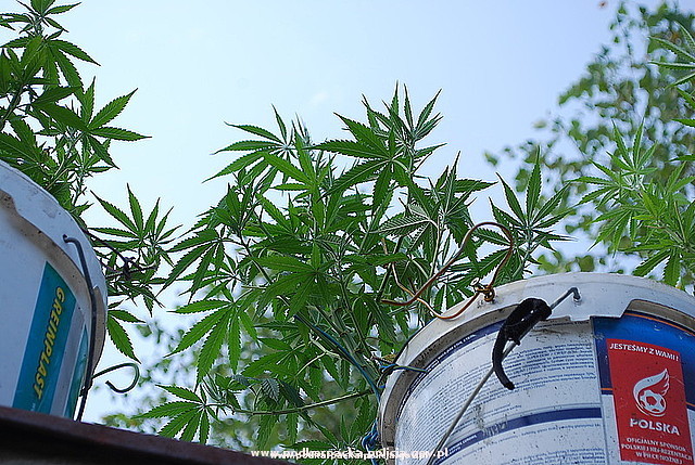 marihuana_horyniec_2 Obraz przedstawiający Chciał podlać trawę - zatrzymała go policja!