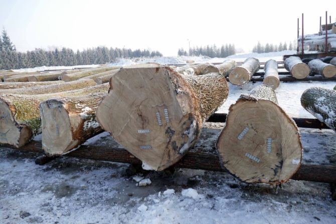 Obraz przedstawiający Oleszyce: Leśnicy z regionu przygotowują się do kolejnej submisji drewna